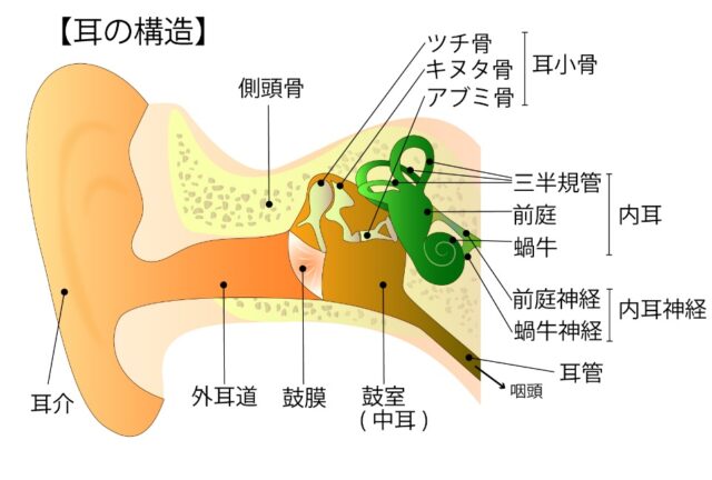 難聴について 福岡市の鍼灸院カンナ